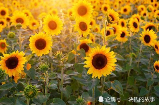 人类的本质是向日葵：探索生命中的向阳本能与情感共鸣