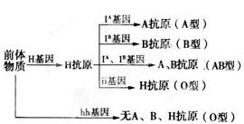震惊！湖南郴州发现全新B等位基因型血型，或将改写输血医学史！