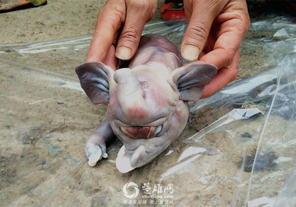 云南一母猪诞下猪仔像大象