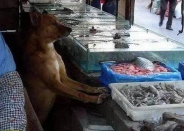 超市老板假借爱心领养烹食流浪狗
