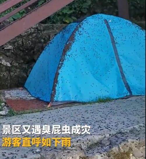 武功山有大量臭屁虫