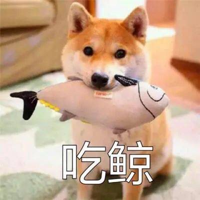 女童被狗扑咬受伤