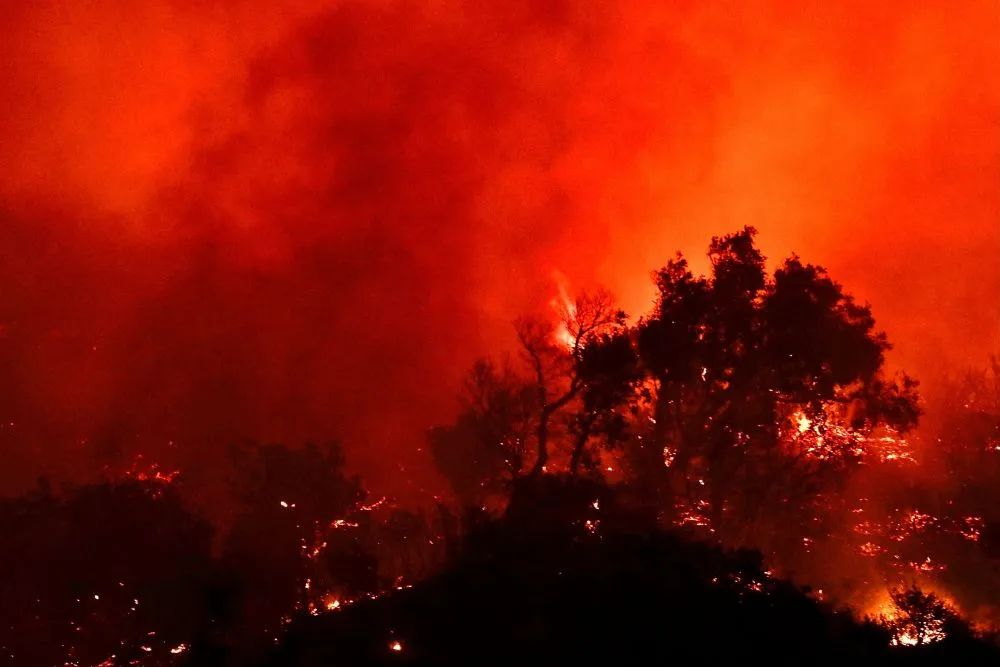 美国加州50多只鸟空中突然爆炸