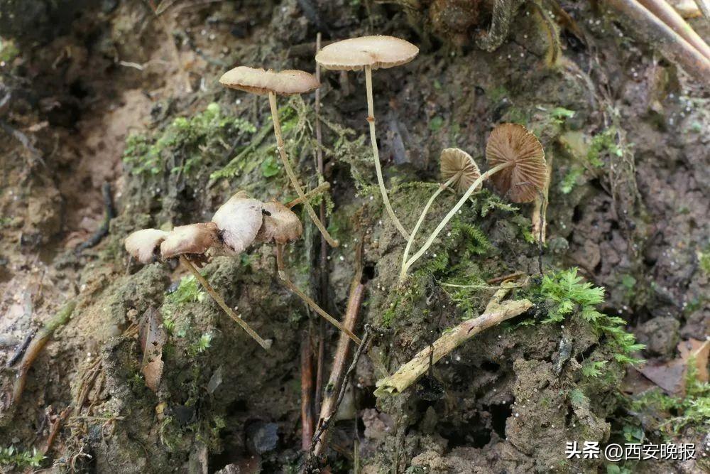 发现微生物新物种