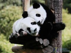 美国返还中国国宝