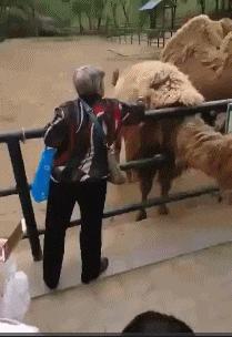 翻栏插队被民警薅回