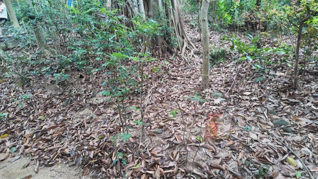 深圳莲花山公园再次出现眼镜蛇