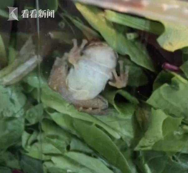 盒马生菜袋有活青蛙